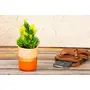 Karru Krafft Terracotta Succulent/Money/Cactus Indoor Planter for Living Room Dcor/Bed Room Decor Terracotta Home & Decorative Planter for Home Decor (10.16cm x 7.62cm x7.12 cmPastelk), 5 image