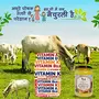 GAU AMRITAM Jain Maryadit Ghrit Desi kankrej Cow Vedic A2 Ghee 1000ml, 7 image