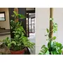 Plant Care Coco Coir Stick Pole Moss Stick for Climbing Money Plant | Indoor and Outdoor Plants | Housing Plants Support | Climbers (4 Feet 1), 3 image