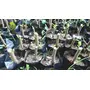 PLANT CARE Grow Bag Plant Bag Black UV Protected - 14 X 14 inch (5), 2 image