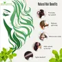 Shudh Online Organic Brahmi Powder / Bacopa Monnieri for Hair Growth (100 Grams) Eating (Bramini / Brahmi / Bhrami / Bharmi), 3 image