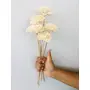 Vanchai Zinnia Sola Flower (5pcs)