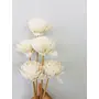 Vanchai Rosa Grandiflora Sola Flower (5pcs), 2 image