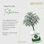 AL MASNOON TALBINA with Dry Dates 750 grms | A Healthy & Sunnah Diet for All Age Group, 5 image