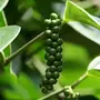 Organic Black Pepper/Kali mirch/Pepper Corn-1 Kg-PureFresh and Whole Kerala Spices., 5 image