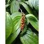 Black Pepper/Kali mirch/Pepper corn-500 gm-PureFresh and WholeOrganic Kerala Spices, 4 image