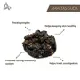 Desi Jadi Buti Herbs Amaltaash Guda Amaltas Gooda | Cassia Fistula Pods (250 Gram), 2 image