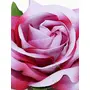 Priyaasi k and White Artificial Rose Hair Clips/s for Women and Girls (Pack of 2 Pcs), 2 image