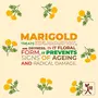 Ningen Marigold Foot Cream I Infused with Neem Coffee and Pomegranate Extracts I Dermatologically Tested I Softens Repairs and HeUltra Dry Skin and Cracked Heels I 100g, 11 image