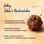 Authentic Isha Shanmukhi (six faced) Rudraksha Bead. Consecrated single bead for children below 14 years of age., 5 image