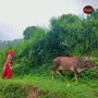 Kudej Desi Himalayan Badri Cow A2 Ghee 250ml, 5 image