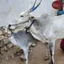 Kudej Desi Hallikar Cow A2 Ghee 250ml, 3 image
