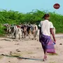 Kudej Desi Kankrej Cow A2 Ghee 500ml, 4 image
