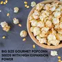 5:15PM Popcorn Kernel Seeds Big Size Gourmet Pop Corn Kernels | High Expansion A Grade Makkai Popcorn 400g, 3 image
