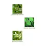 Vegetal Certified Organic Bio Henna Powder - 100% Pure Natural Herbal Henna (Mehandi) for Hair Hands and Feets -100gm, 5 image